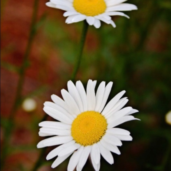 Original Daisy wall art set of 3 8x10 pictures - Picture 3 of 5
